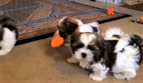 [VIDEO] Happy Maltese Shih Tzu Puppies Playing – Doggie Outpost