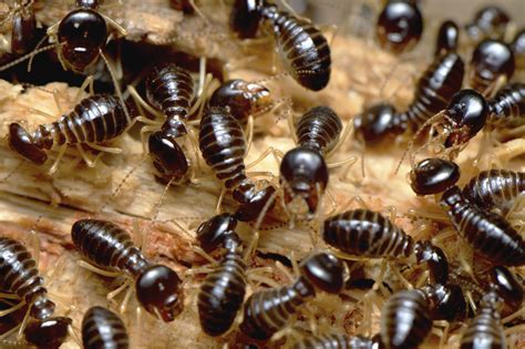 How To Conduct Your Own Termite Inspections Before Buying A Home?