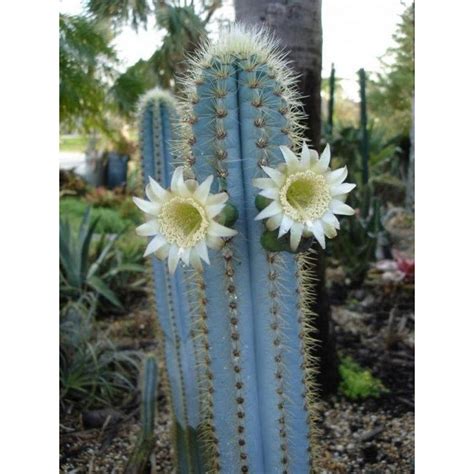 Blue Columnar Cactus Seeds (Pilosocereus pachycladus) - Cena: €1.85