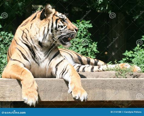 Fierce Tiger stock photo. Image of africa, dangerous, savage - 214188