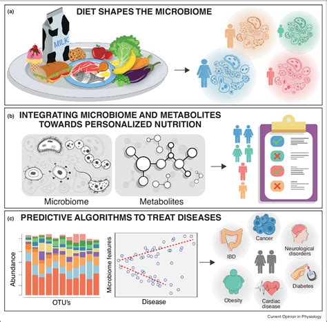 Figure 1 from Gut microbiome and its potential link to personalized ...