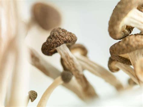 The Amazing Secrets of Psilocybin Mushroom Spores – Veggiesecret