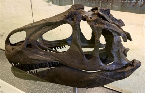 Louisville Fossils and Beyond: Allosaurus fragilis Dinosaur Fossil