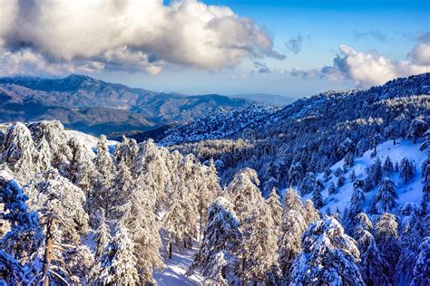 Troodos mountains in snow stock photo. Image of forestry - 8637998