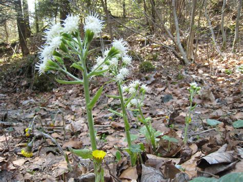 Pestwurz (Weisse-) · Petasites albus · Die Pflanzenwelt der Alpen · alpenflora.ch