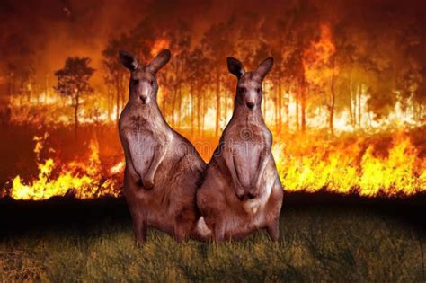 Kangaroos from Australia during the Forest Fire 2020 Stock Image - Image of stars, quarter ...