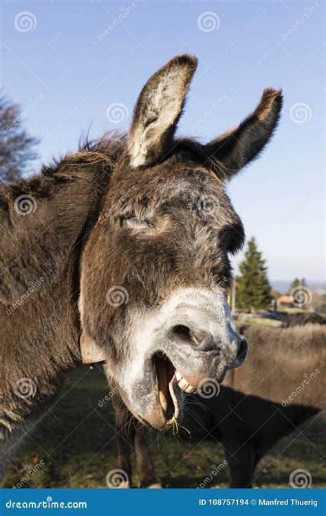 A Gray Donkey is Screaming Around in Switzerland Stock Photo - Image of ...