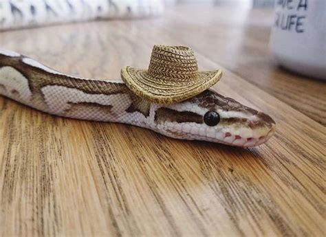 Pretty Snakes, Beautiful Snakes, Snakes With Hats, Corn Snake, Cute ...