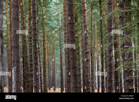 Sherwood Forest - Nottingham Stock Photo - Alamy