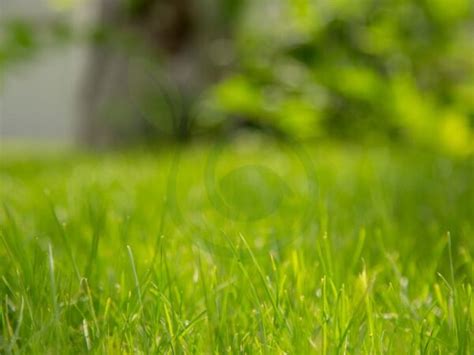 How To Plant Grass Seed Over Dead Grass: Revive Your Lawn In 9 Steps