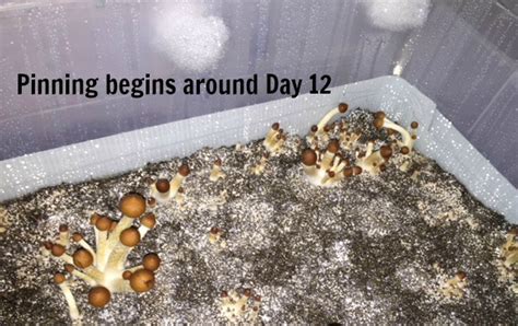 Monotub Bulk Spawn Growing & Casing Kit