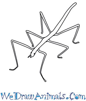 How to Draw a Stick Insect