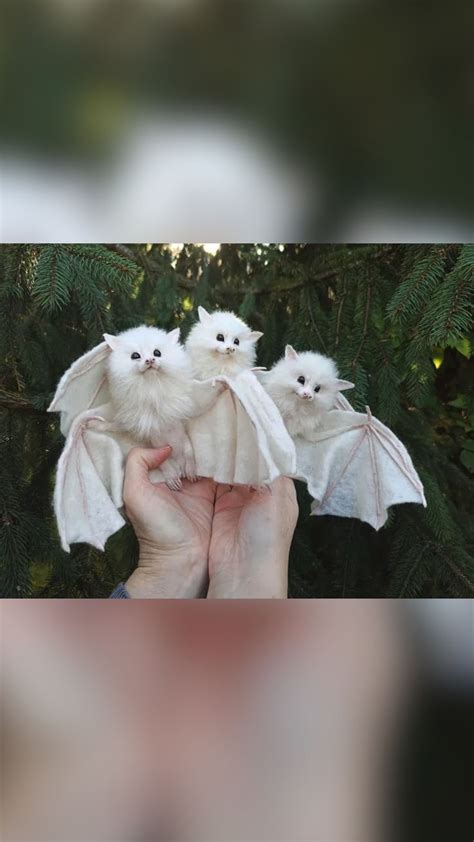 Adorable Bats: Discover the Cutest Baby Animals