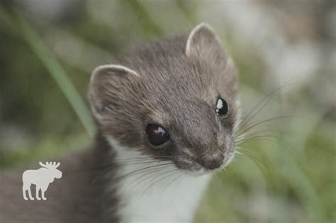 Can You Have An Ermine As A Pet? — Forest Wildlife