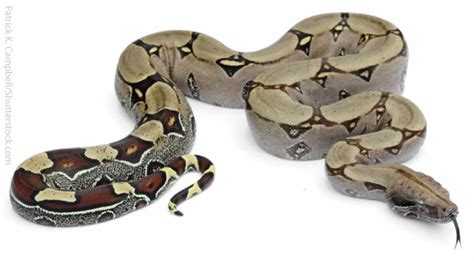 Boa Constrictor Facts For Kids & Adults. Info, Pictures, Video.