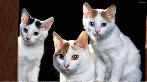 Three Cats Wallpapers - Wallpaper Cave