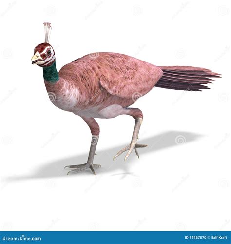 Beautiful Female Peahen Or Peacock. 3D Rendering Stock Photo - Image ...