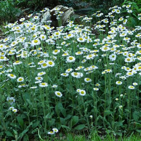 Fleabane | Plant Addicts