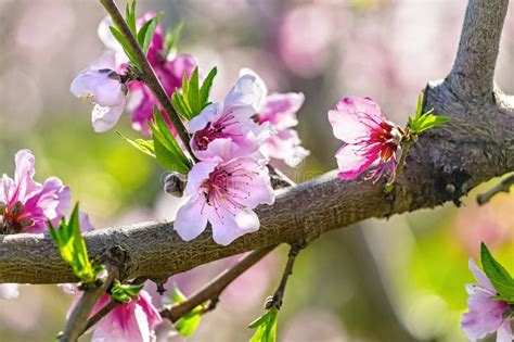 Peach Orchard Blossom Closeup in Spring. Blooming Fruit Peach Trees in Kibbutz in Spring in ...