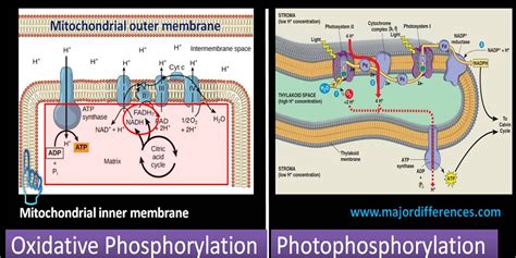 Difference between Oxidative Phosphorylation and Photophosphorylation