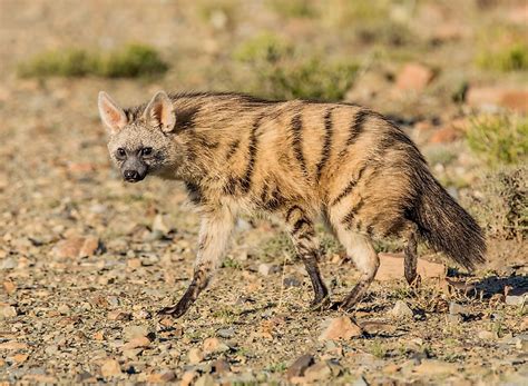 Aardwolf Facts - Animals of Africa - WorldAtlas.com