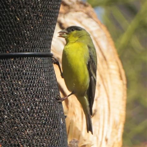 Lesser Goldfinch Male - FeederWatch