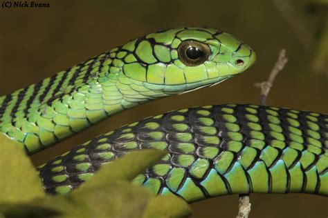 Free photo: Green Snake - Banded, Bite, Dangerous - Free Download - Jooinn