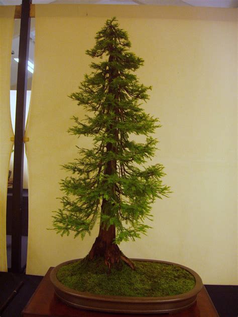 dawn redwood bonsai | Redwood bonsai, Bonsai tree, Bonsai tree types