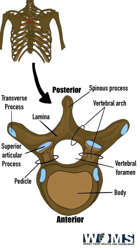 Vertebral Foramen : structures, functions, and clinical significance - WOMS