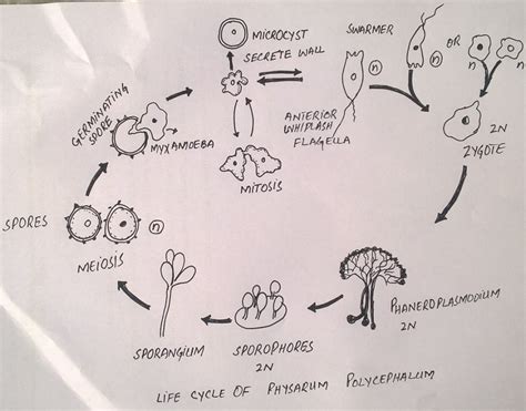 Physarum Life Cycle