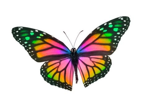 7,200+ Rainbow Butterfly Stock Photos, Pictures & Royalty-Free Images ...