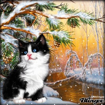 Beau chat noir et blanc en hiver