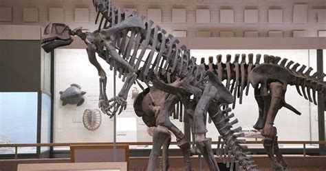 Yale Peabody’s dinosaurs head to Canada for some TLC | YaleNews