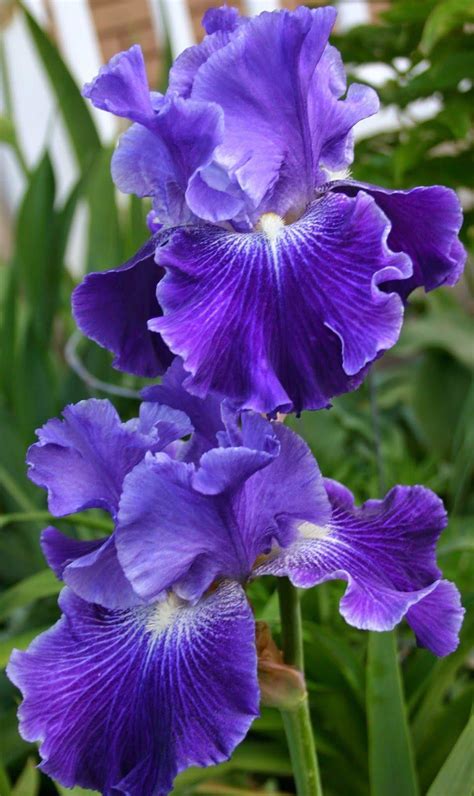 Iris Plant