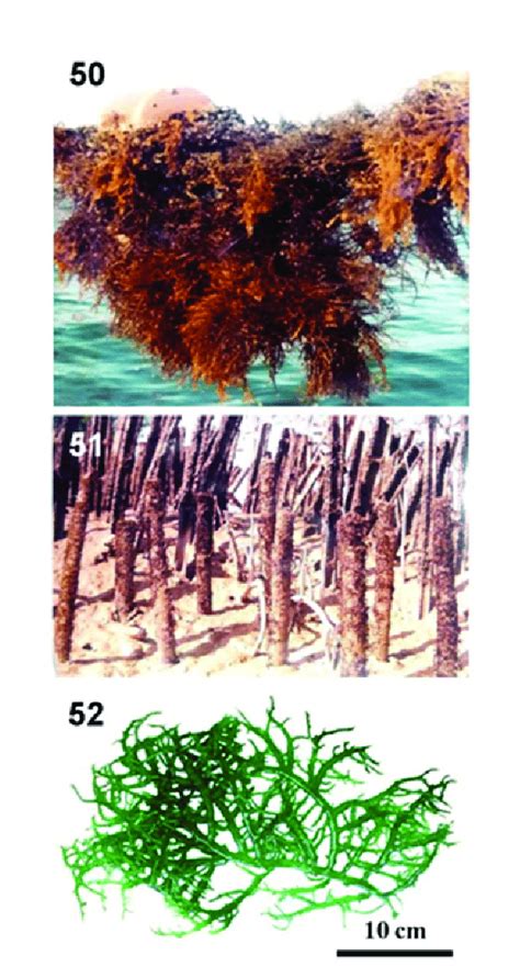 Marine red algae cultured in various coastal areas. 50. Gracilaria ...
