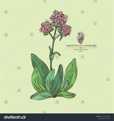 68 Nardostachys Jatamansi Plant Images, Stock Photos & Vectors | Shutterstock