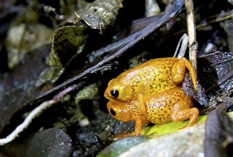 Seven new species of miniature frogs discovered in threatened Brazilian ...