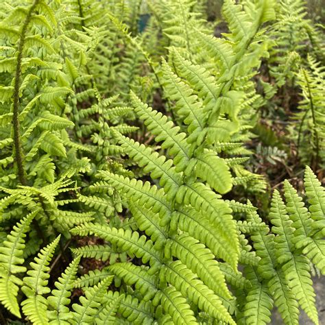 Buy Dryopteris wallichiana online from RV Roger