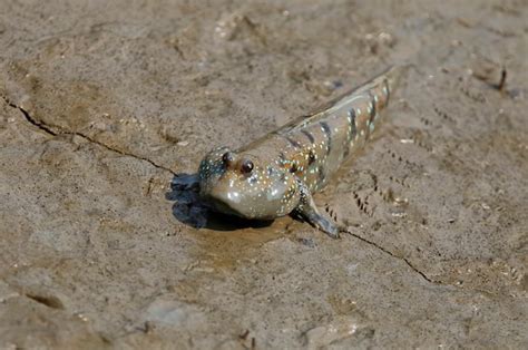 Premium Photo | Mudskipper amphibious fish oxudercinae in thailand