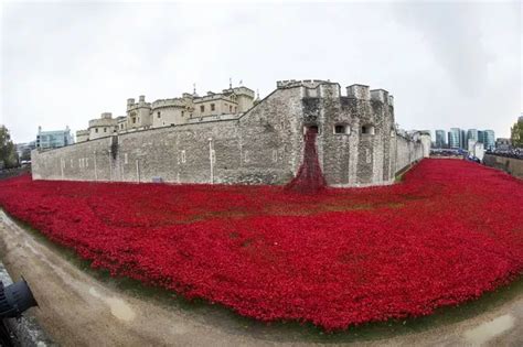 Remembrance poppy tower of london for sale - ulsdben