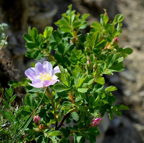 Wild Prairie Rose Photograph by Ed Mosier