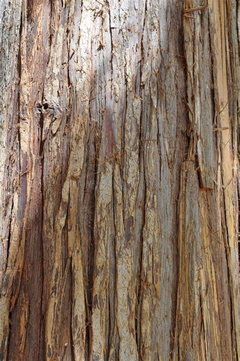 Western Red Cedar - bark stock photo. Image of forest - 20807892