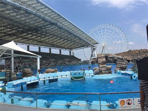 Port of Nagoya Public Aquarium: Top Tips Before You Go (with Photos) UPDATED 2017