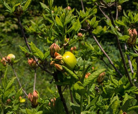 Azalea diseases: expert tips for spotting and solving issues | Homes ...