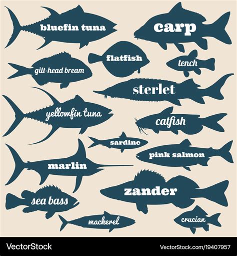 Ocean Fish Silhouettes With Names Isolated Vector Image | The Best Porn Website