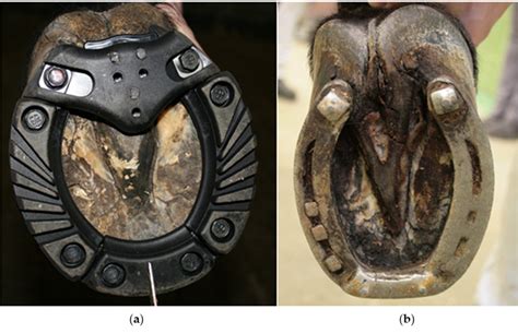 Horseshoe types used in the present study. (a) A steel shoe covered... | Download Scientific Diagram