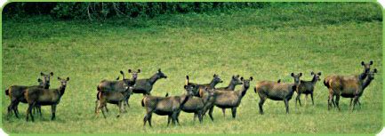 Kerala Wildlife, Wildlife in Kerala, Wildlife Sanctuaries in Kerala