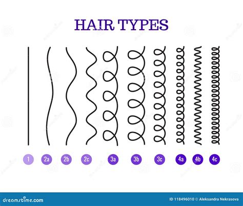 Vector Illustration of a Hair Types Chart Displaying All Types and Labeled. Stock Vector ...