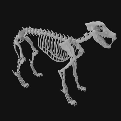 3D model Wolf Skeleton - TurboSquid 1978158