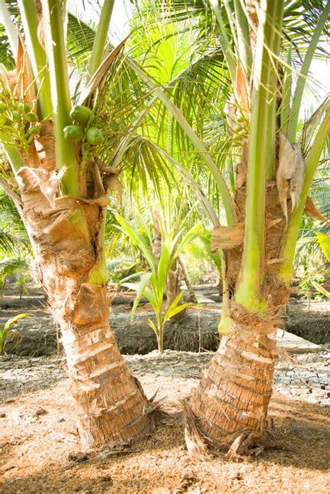 Twin Coconut Tree with Small Coconuts Stock Image - Image of coconut ...